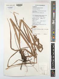 Image result for Carex echinochloe