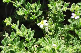 Image result for Zygophyllaceae