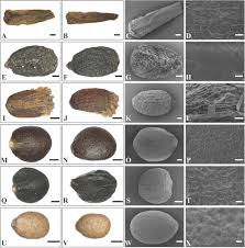 Image result for Achyrospermum laterale