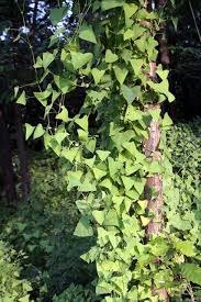 What's worse, weeds aren't the only plants that can be invasive. Species Profile Browser Species Profile
