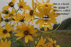 Image result for Asteraceae