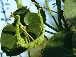 Image result for Pergularia