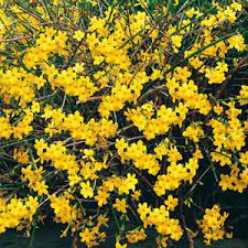 Jasmine flowers are normally pure white, but you can also find yellow ones occasionally. Buy Jasminum Nudiflorum Online Buy Winter Jasmine Online Order Yellow Flowering Jasmine Online Jasmine Plants For Sale