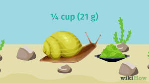 Some sea snails are carnivorous and eat clams or other sea snails, often by drilling a hole in the shell and digesting and eating the body of the clam through the hole. How To Feed A Snail 13 Steps With Pictures Wikihow