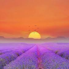 Namun demikian kita yang hidup di jaman sekarang bisa memetik suatu hikmah dari apa yang pernah ada dan diwariskan oleh sejarah. Idiego Amazing World Of Nature On Twitter Lavender Fields Beautiful Nature Nature