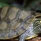 Exploring with Scientists: Turtle Adventures!