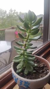 Maybe you would like to learn more about one of these? Brown Spots On Stem Of Succulent Should I Be Worried Succulents