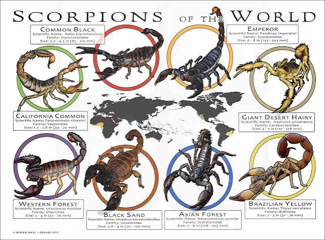 Scorpion Species of the World Poster Print