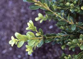 Image result for Buxus acutata