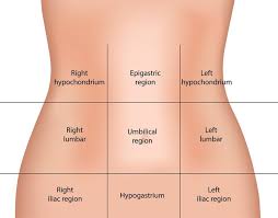 In anatomy and physiology, you'll learn how to divide the abdomen into nine different regions and four different quadrants. Anatomical Regions Scientist Cindy