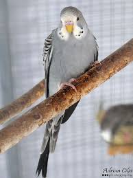 Birds Flying High Lyrics Lil Wayne Budgie By Drinu C Via Flickr Pet Birds Budgies Beautiful Birds
