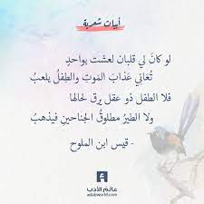 كعفصورة في كف طفل يهينها ت ع ان ي ع ذاب الم وت والط فل يلعب فلا الطفل ذو عقل يرق لحالها ولا الطير مطلوق الجناحين Arabic Quotes Quotations Photo Quotes