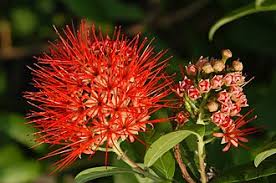 Image result for Combretum engleri