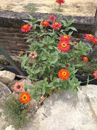 Ada banyak jenis zinnia, tetapi yang paling umum adalah zinnia elegans. Mudahnya Cara Merawat Bunga Zinnia Easily How To Take Care Of Zinnia Flowers Steemit