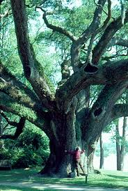 Depending on the size of the planting site, you will need to decide how many trees you want to plant and what kind. Small Trees For Big Impacts East Texas Gardening