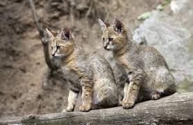 The iucn red list status least concern is attributed to the species felis silvestris. Wildcat An Overview Sciencedirect Topics