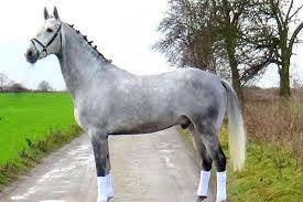Top Level Dressage Prospect Horses Sport Horse Dressage
