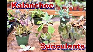 Image result for Kalanchoe velutina