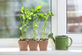 They can be finicky when exposed to climate extremes and benefit from controlled conditions. Growing Bell Peppers Indoors All The Top Tips