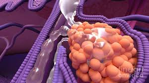 Image result for Sebaceous Gland