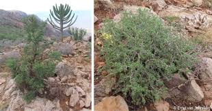 Image result for Commiphora pedunculata