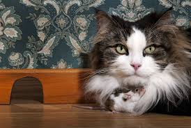 They don't learn from their surroundings in the same way. Cats Are Surprisingly Bad At Killing Rats Smart News Smithsonian Magazine
