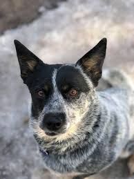 This is evee's and abes female puppy.she will be ready to go in a few weeks. Aucado Australian Cattle Dog Rescue Shelter Mi For Heelers Home Facebook