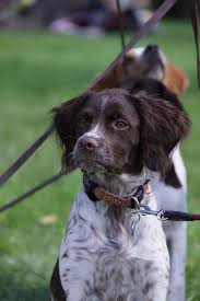 Image result for bretanský dlouhosrstý ohař