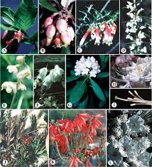 Ericaceae An Overview Sciencedirect Topics