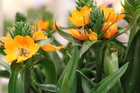 Bei uns finden sie fachwissen und einführungen zum thema, vielfältige produkte. Milchstern Ornithogalum Dubium Pflege Der Blume Als Zimmerpflanze
