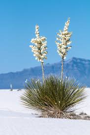 Located 40 miles from tucson, picacho peak rises 1,500 feet above spring swaths of desert marigolds, pink penstemons, and white desert chicory through april. Deserts In Bloom 6 Spots For Springtime Wildflower Watching