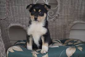 June 18 at 7:23 am ·. Miniature Australian Shepherd Pomsky Mix Puppy For Sale In Fredericksbg Oh Usa Miniature Australian Shepherd Australian Shepherd Australian Shepherd Colors
