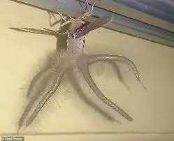 Bizarre Alien Like Winged Creature Crawls On Ceiling In Indonesia Creatures Alien Indonesia