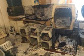 Amish are also associated with puppy mills in this area. Humane Society Horrible 100 List 2017 Of Worst Puppy Mill Offenders In U S People Com
