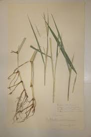 Image result for Rottboellia