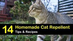 Tired of being frustrated with cats messing around your garden or home? 14 Natural Cat Repellent Recipes Anyone Can Make