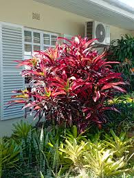 Image result for Crinum rautanenianum