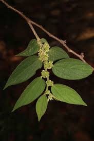 Image result for Trema sp A