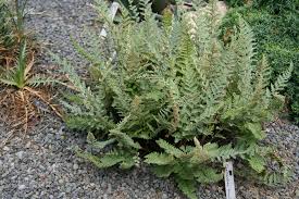 Image result for Cheilanthes