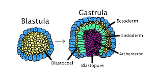 Animal diversity (zoology) notes for zoology student of university of balochistan , sardar most animals have a similar pattern of embryonic development. Gastrulation Wikipedia