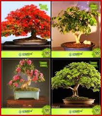 Hello friends i am ayan nd this tamarind bonsai was in my collection since 2016, with time it changes, i don't even notice the massive growth. Ohhsome Garden Seeds Combo Bonsai Suitable Tree Flame Tree Orange Jessamine Lagerstroemia Speciosa French Tamarind Bonsai Suitablefor Gardening Seed Price In India Buy Ohhsome Garden Seeds Combo Bonsai Suitable Tree