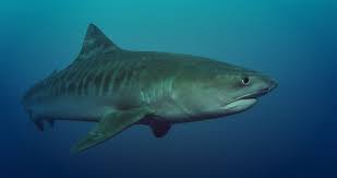 Les sauveteurs de la snsm sont intervenus, alertés par plusieurs appels. Requins Tigres En Mediterranee Scuba Photography Fait Le Point