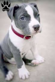 Labrabull A Labrador Pitbull Mix Labrottie Com Pitbull Puppies Cute Pitbull Puppies White Pitbull Puppies