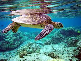 Green Sea Turtle Wikipedia