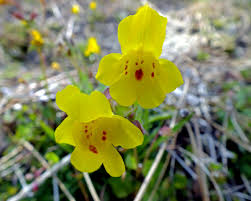 Image result for Phrymaceae