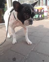 Ucretsiz Sahiplendirilecektir Fransiz Buldog Dobi Erkek Kisir Tek Urun Besleme Ile Alerji Baslamis Vucudunda Suan Te Pets French Bulldog Bulldog