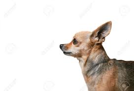 We did not find results for: Chihuahua Profile Stock Photo Picture And Royalty Free Image Image 732646