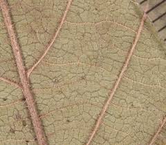 Image result for Lantana moldenkei