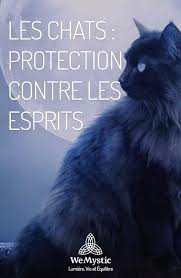 Les Chats Protection Contre Les Esprits Wemystic France Comportement Chat Chat Chat Sorcier