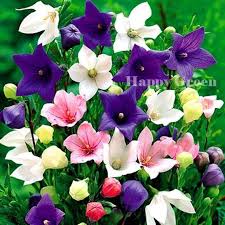 At the best online prices at ebay! Balloon Flower Platycodon Grandiflorus Easy To Grow From Flower Seed Balloon Flowers Are An Old Fashioned Favori Balloon Flowers Flower Seeds Alpine Flowers